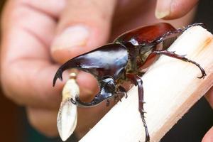 hand using small stick to make Siamese rhinoceros beetle