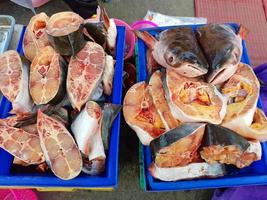 Tiburón iridiscente picado vendido en thai walking street market