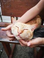 primer plano mano rascarse el cuello doméstico de gato feliz. foto