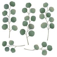 eucalyptus leaves and branches vector illustrations