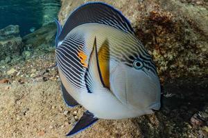 Fish swim in the Red Sea, colorful fish, Eilat Israel photo