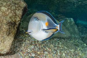 Fish swim in the Red Sea, colorful fish, Eilat Israel photo