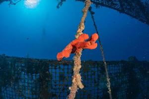 Coral reef and water plants in the Red Sea, Eilat Israel photo