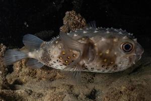 Fish swim in the Red Sea, colorful fish, Eilat Israel photo