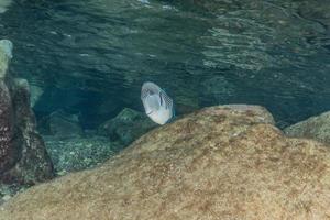 Fish swim in the Red Sea, colorful fish, Eilat Israel photo