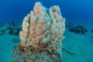 Coral reef and water plants in the Red Sea, Eilat Israel photo