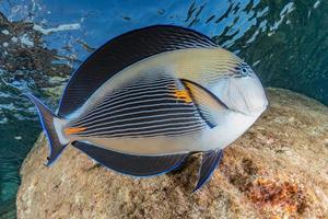 Fish swim in the Red Sea, colorful fish, Eilat Israel photo