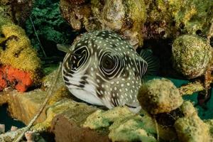 Fish swim in the Red Sea, colorful fish, Eilat Israel photo