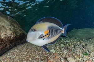 Fish swim in the Red Sea, colorful fish, Eilat Israel photo