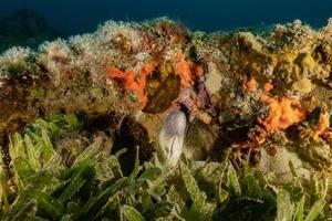 Fish swim in the Red Sea, colorful fish, Eilat Israel photo