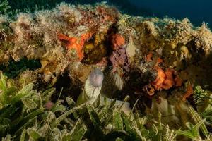 Arrecifes de coral y plantas acuáticas en el mar rojo, eilat israel foto