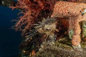 Lionfish in the Red Sea colorful fish, Eilat Israel photo