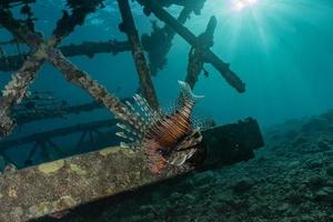 Lionfish in the Red Sea colorful fish, Eilat Israel photo