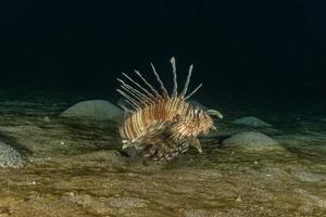 Lionfish in the Red Sea colorful fish, Eilat Israel photo