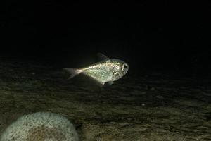 Fish swim in the Red Sea, colorful fish, Eilat Israel photo