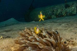 Coral reef and water plants in the Red Sea, Eilat Israel photo