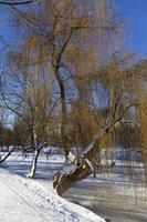 el parque más grande de praga stromovka en el invierno nevado foto
