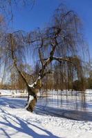 The largest Park in Prague Stromovka in the snowy Winter photo