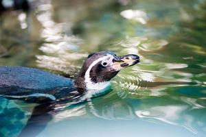 Penguin is  swimming in the zoo photo