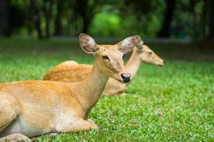 close up antelope lying in the zoo photo