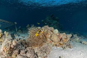 Coral reef and water plants in the Red Sea, Eilat Israel photo