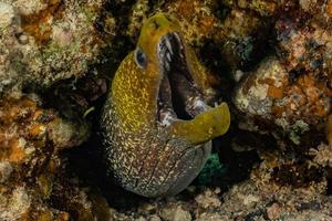 Morena mooray lycodontis undulatus en el mar rojo, eilat israel foto