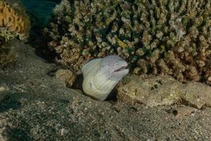 Morena mooray lycodontis undulatus en el mar rojo, eilat israel foto