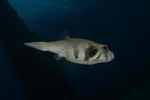 Fish swim in the Red Sea, colorful fish, Eilat Israel photo