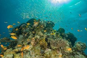 Coral reef and water plants in the Red Sea, Eilat Israel photo