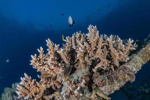 Coral reef and water plants in the Red Sea, Eilat Israel photo