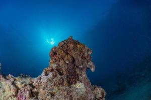 Coral reef and water plants in the Red Sea, Eilat Israel photo