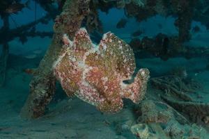 Fish swim in the Red Sea, colorful fish, Eilat Israel photo