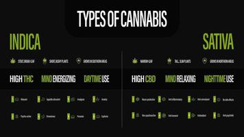 sativa vs indica, póster informativo negro de tipos de cannabis vector