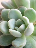 Succulent plant stonecrop, fresh leaves detail of Sedum clavatum photo