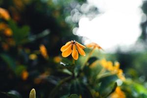 flores amarillas en un día lluvioso en la naturaleza foto