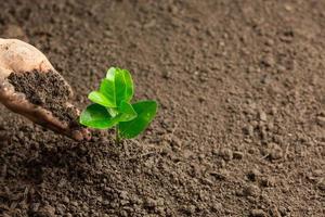 plantación manual de plántulas en el suelo concepto del día mundial del ozono foto