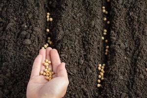 woman planting soybeans in fertile soil Space for text. photo