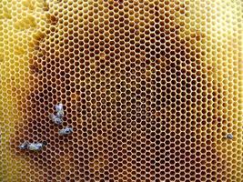 Fondo de textura hexagonal, panal de cera de una colmena de abejas foto