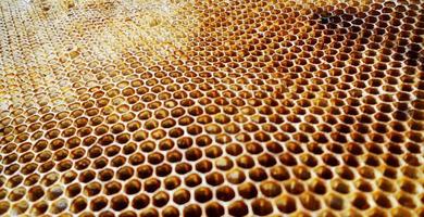 Fondo de textura hexagonal, panal de cera de una colmena de abejas foto