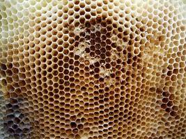 Fondo de textura hexagonal, panal de cera de una colmena de abejas foto