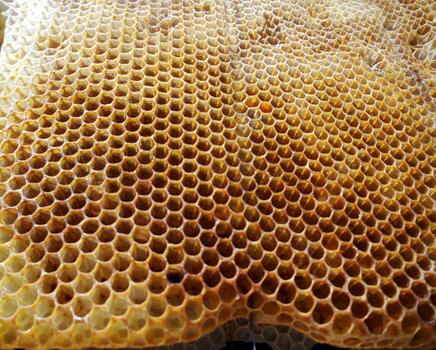 Background hexagon texture, wax honeycomb from a bee hive photo
