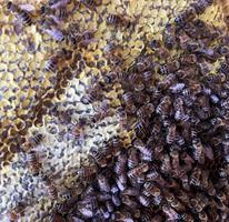 La estructura hexagonal es un panal de abejas de una colmena llena de miel dorada.