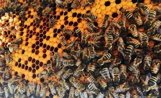 La estructura hexagonal es un panal de abejas de una colmena llena de miel dorada. foto