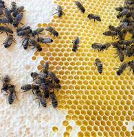 La estructura hexagonal es un panal de abejas de una colmena llena de miel dorada. foto