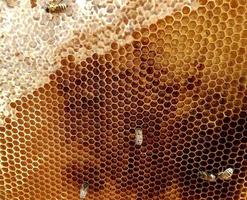 hexagon structure is honeycomb from bee hive filled with golden honey