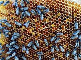 hexagon structure is honeycomb from bee hive filled with golden honey photo