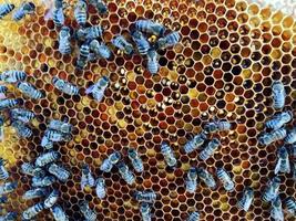 La estructura hexagonal es un panal de abejas de una colmena llena de miel dorada. foto