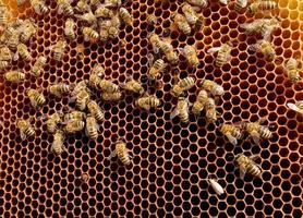 Fondo de textura hexagonal, panal de cera de una colmena de abejas