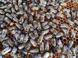 hexagon structure is honeycomb from bee hive filled with golden honey photo