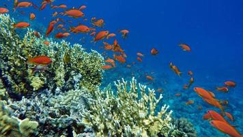 mar goldie. las antias más comunes en el mar rojo. foto